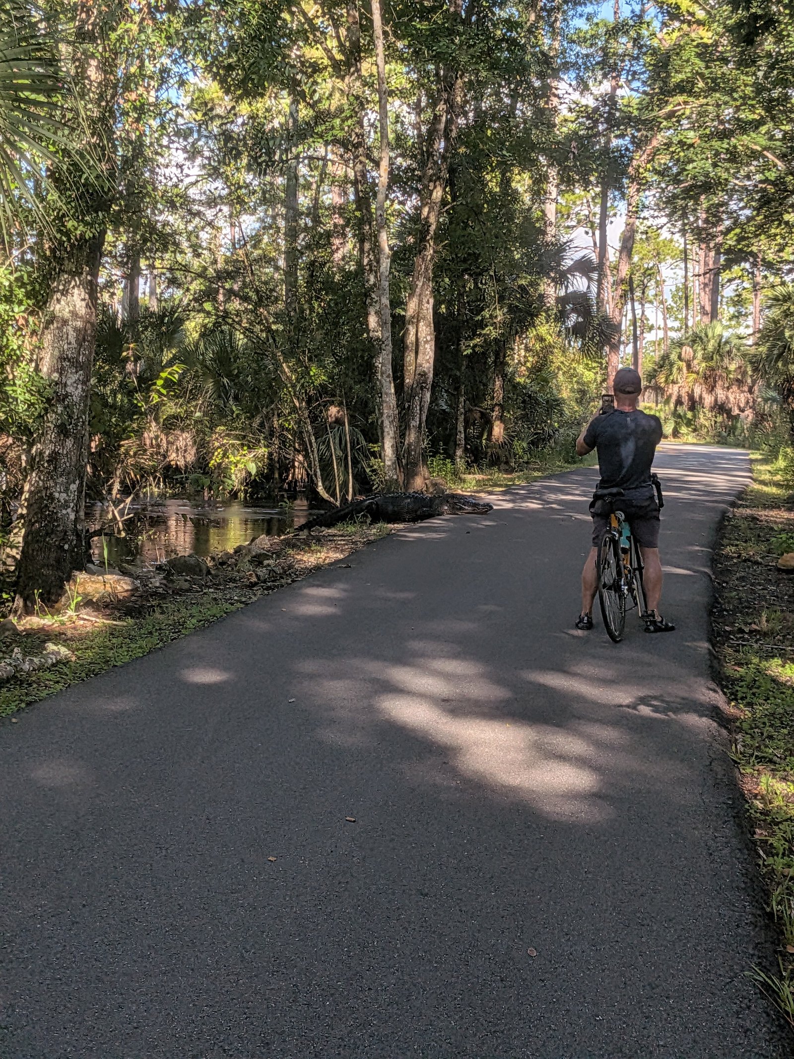 Cyclist observing an alligator on the trail