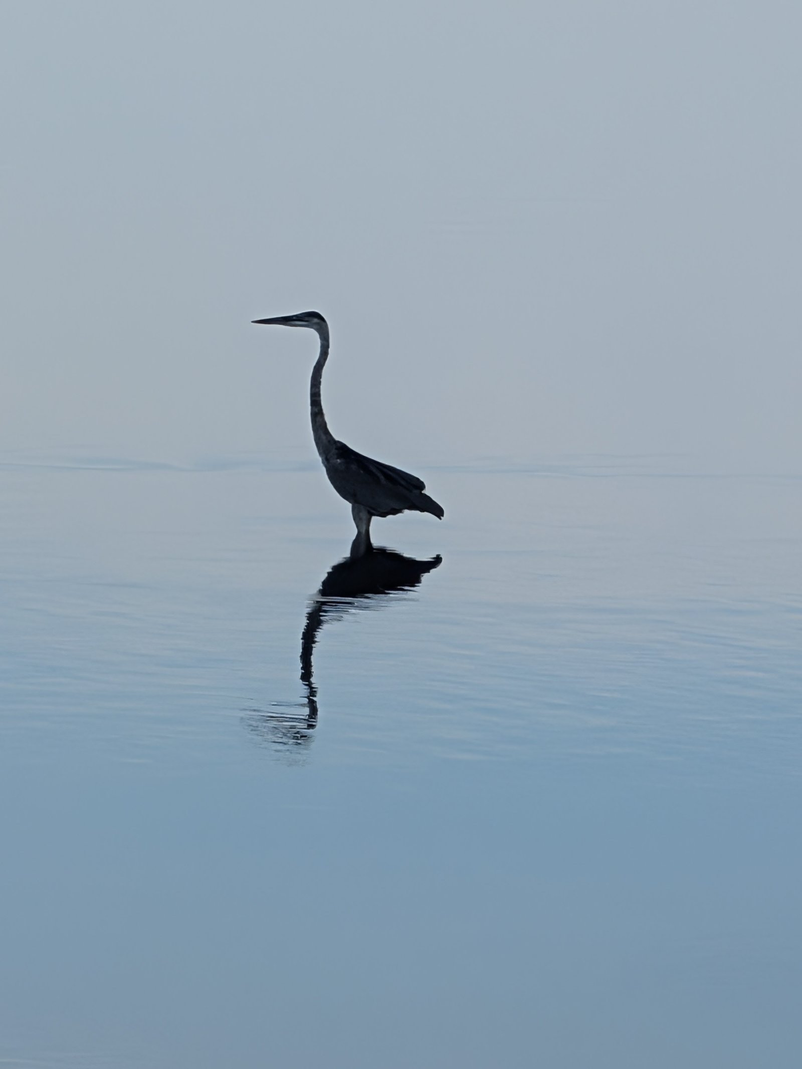 Silhouette of a heron in the water