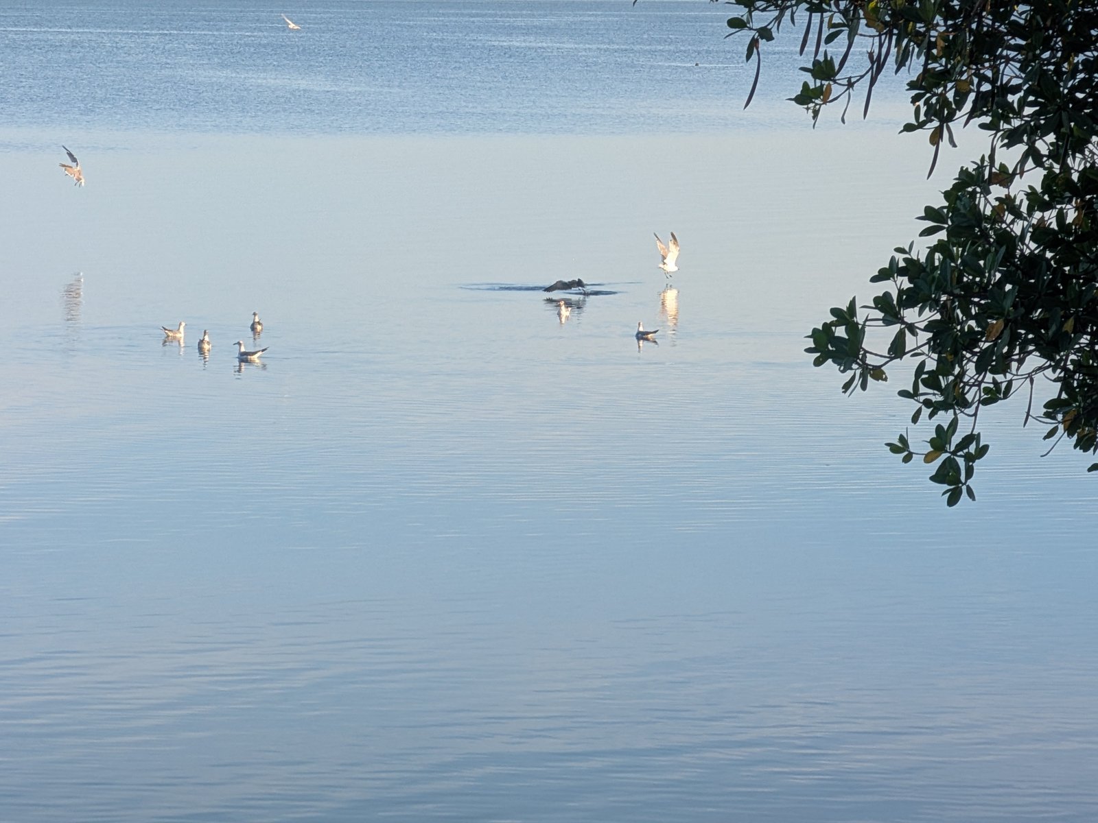 Seagulls flying over the bay